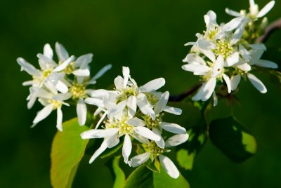 Amelanchier alnifolia - muchovník olšolistý - květ